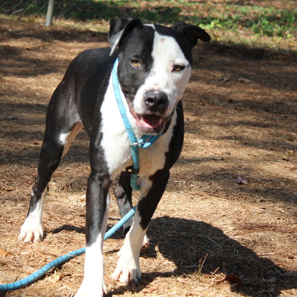 Enlarge Donnil, a Adoptable mixed breed in Valley, AL image 3/6
