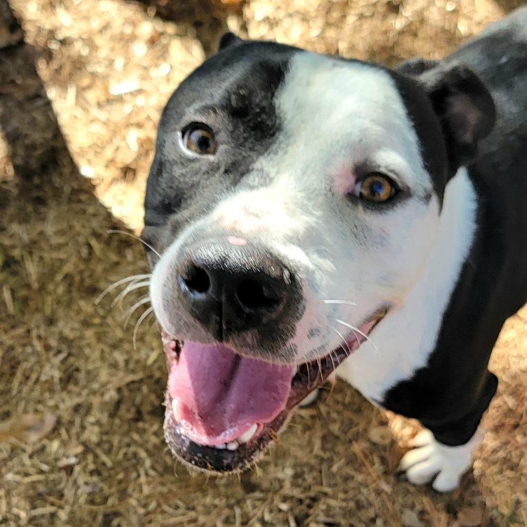 Enlarge Donnil, a Adoptable mixed breed in Valley, AL image 4/6