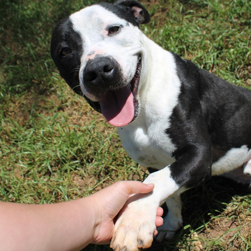 Enlarge Donnil, a Adoptable mixed breed in Valley, AL image 5/6