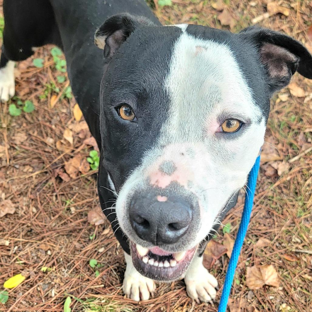 Enlarge Donnil, a Adoptable mixed breed in Valley, AL image 6/6