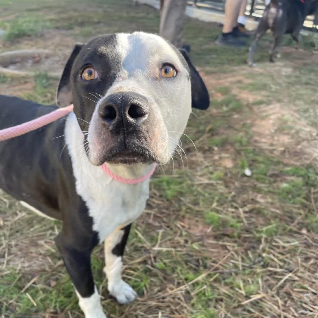 Donnil, a Adoptable Black Labrador Retriever in Valley, AL image 6/6