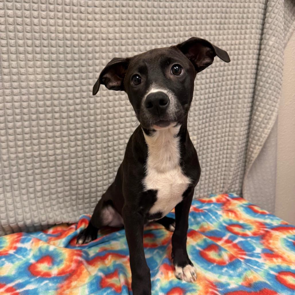 Webster, Adoptable, Puppy Female Labrador Retriever & Mixed Breed.