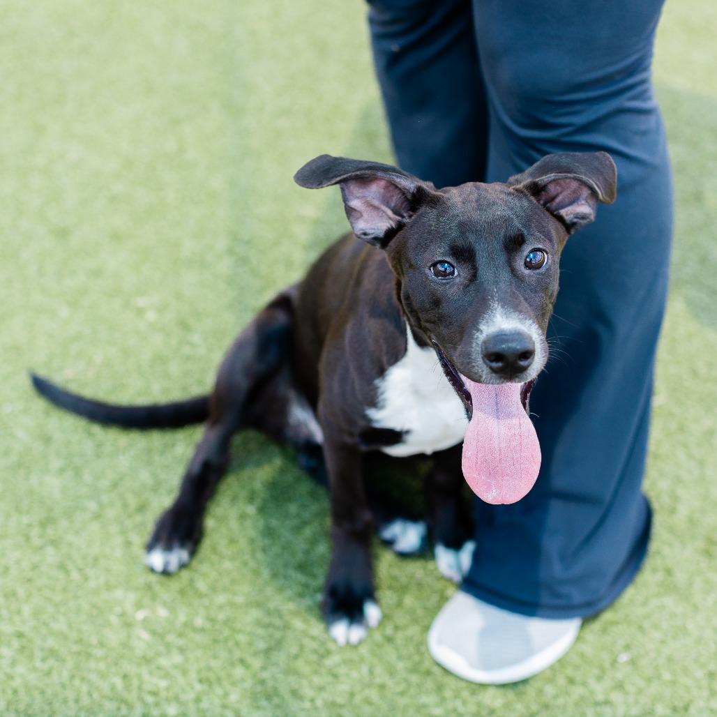 Webster, a Adoptable mixed breed in Bryan, TX image 2/6