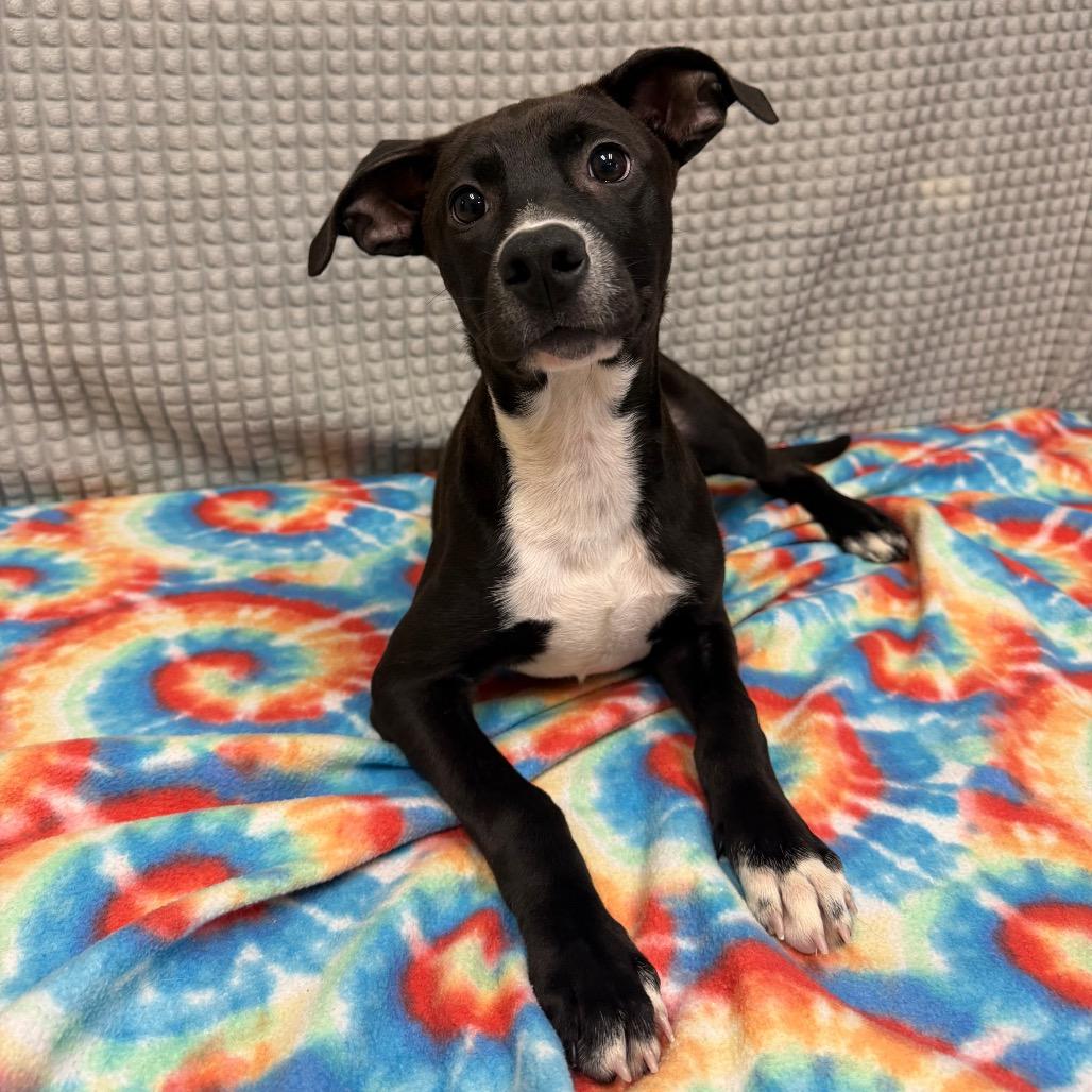 Enlarge Webster, a Adoptable mixed breed in Bryan, TX image 2/5