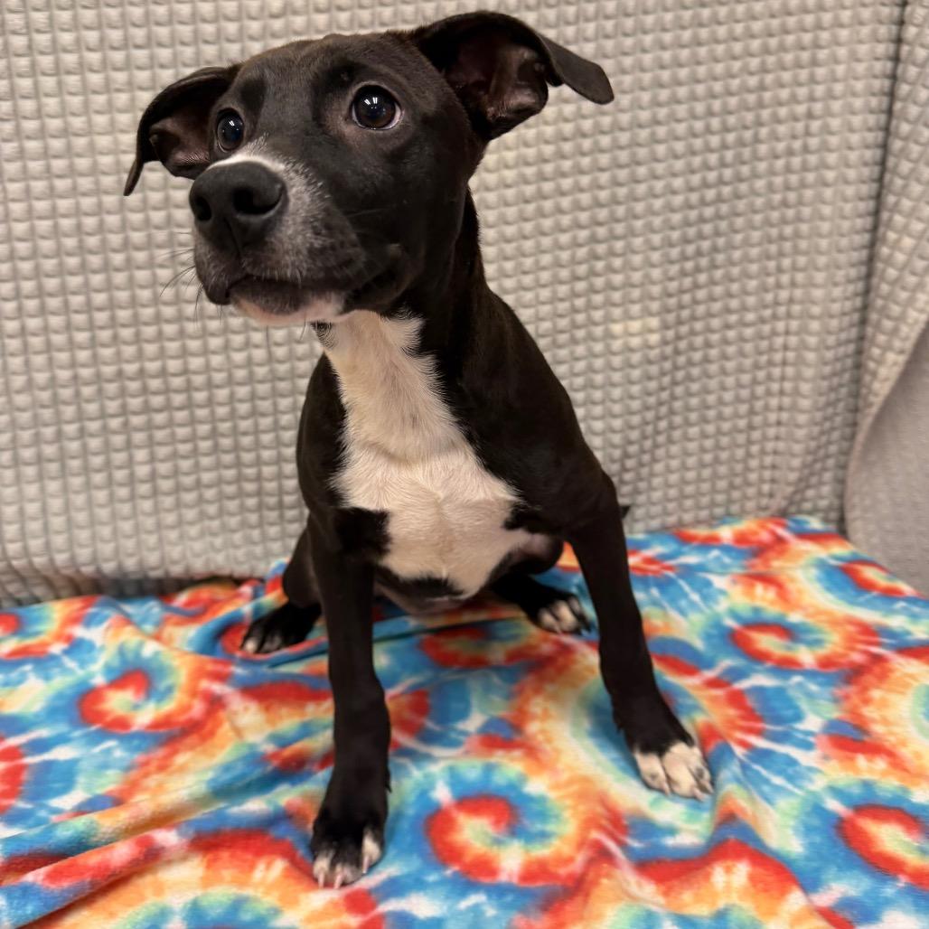 Enlarge Webster, a Adoptable mixed breed in Bryan, TX image 3/5