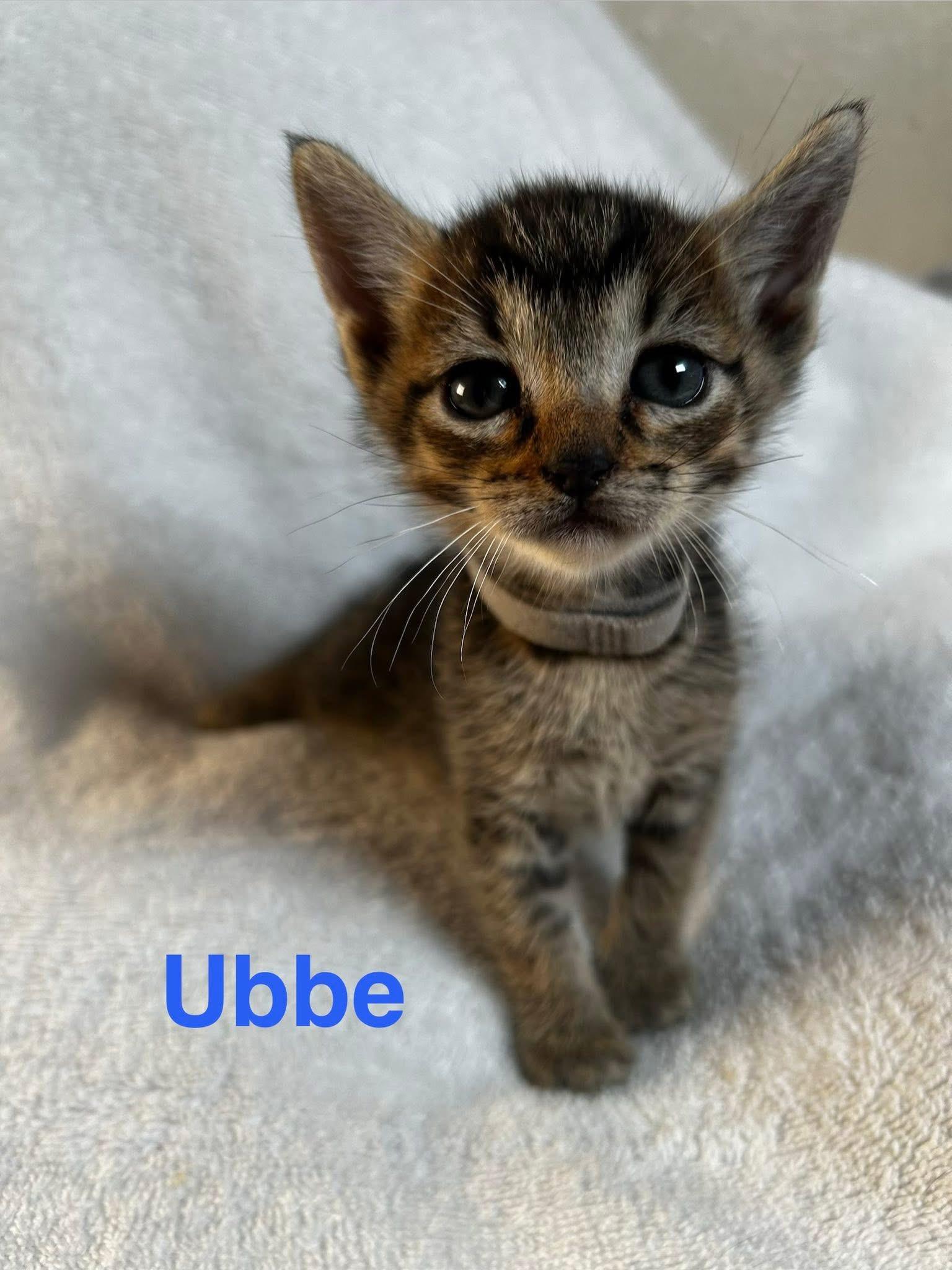 Enlarge Ubbe, a Adoptable American Shorthair in Paulina, LA image 1/3
