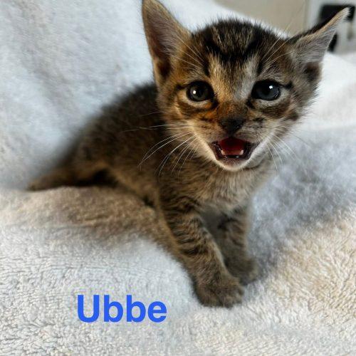 Ubbe, Adoptable, Kitten Male American Shorthair.