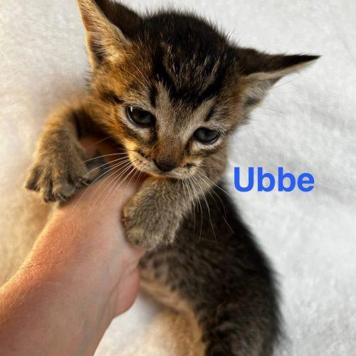 Enlarge Ubbe, a Adoptable American Shorthair in Paulina, LA image 3/3