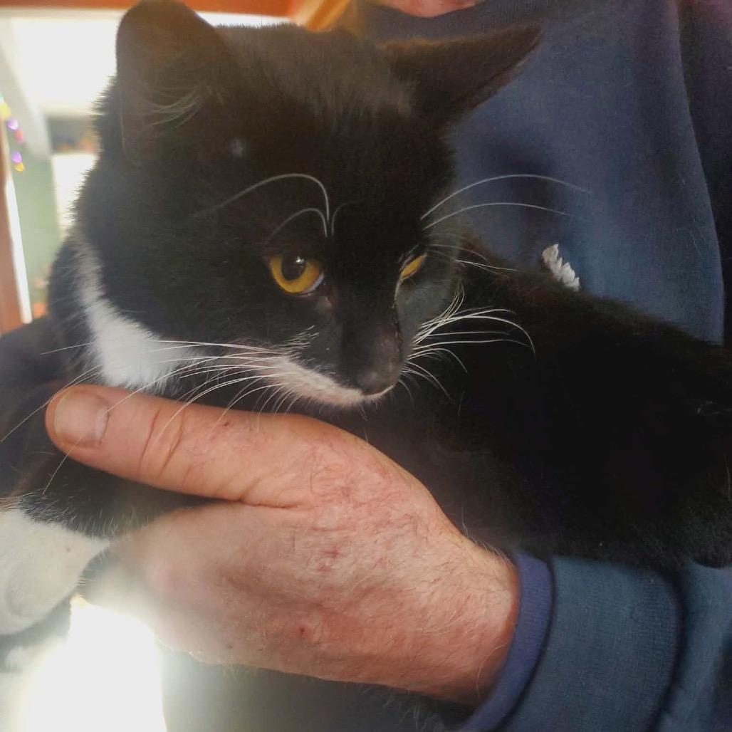 Enlarge Max, a Adoptable Domestic Short Hair in Rochester, MN image 1/2