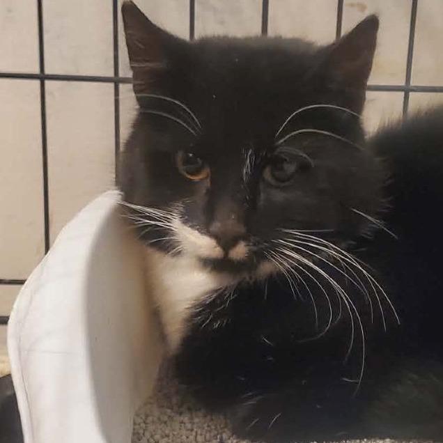 Enlarge Max, a Adoptable Domestic Short Hair in Rochester, MN image 2/2