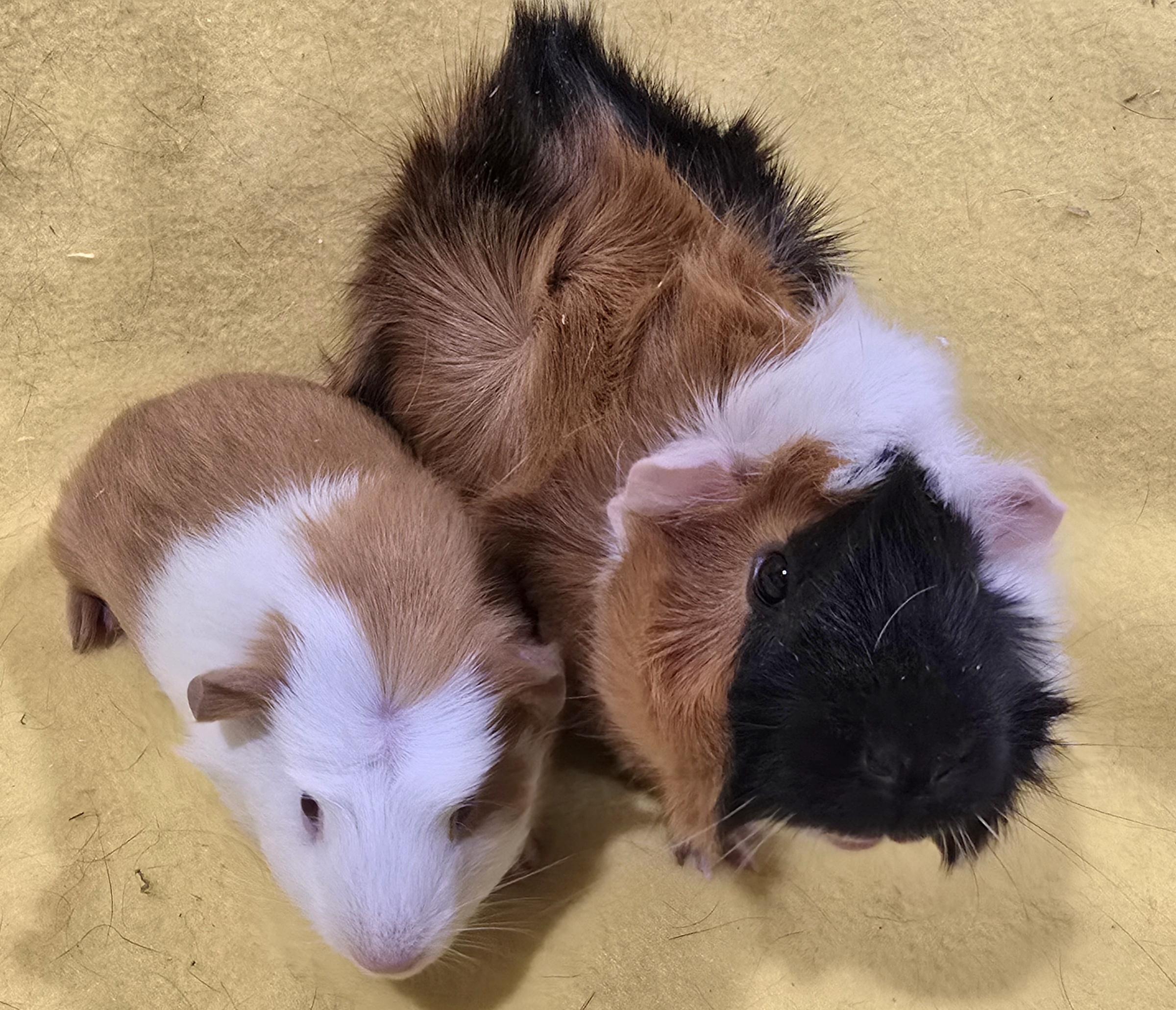 Enlarge Angie and Aubrey , an adopted Guinea Pig in New Kensington, PA image 2/3