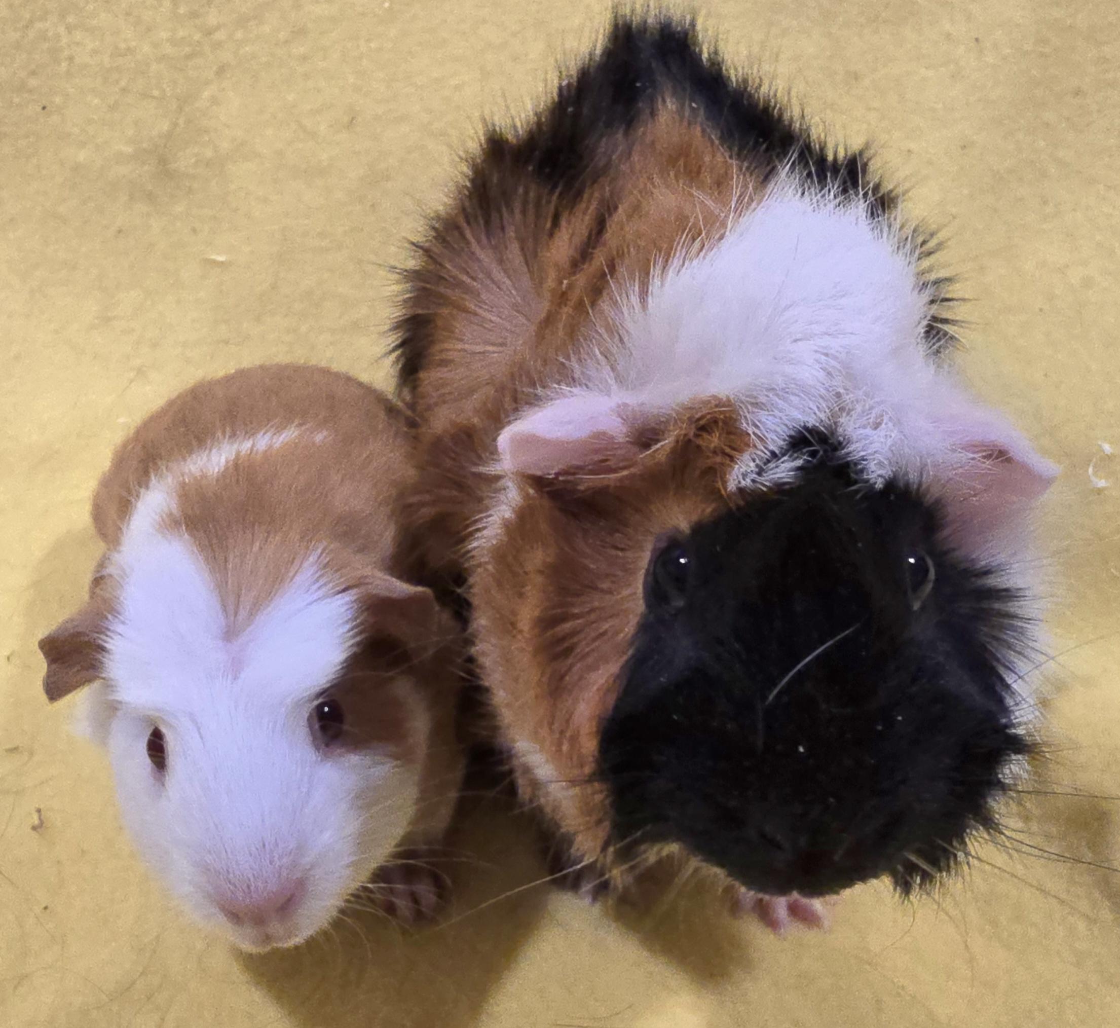 Enlarge Angie and Aubrey , an adopted Guinea Pig in New Kensington, PA image 1/3
