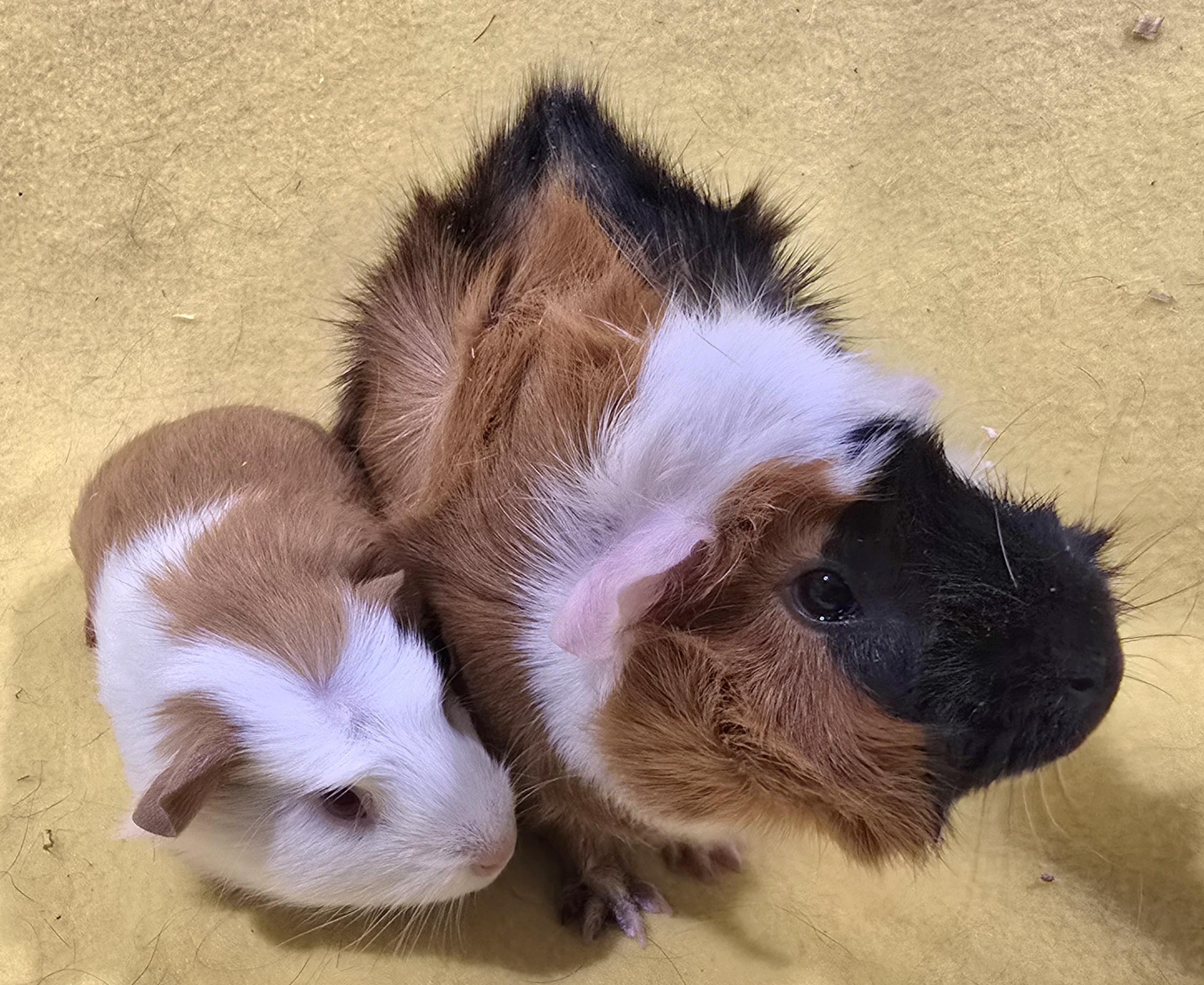 Enlarge Angie and Aubrey , an adopted Guinea Pig in New Kensington, PA image 3/3