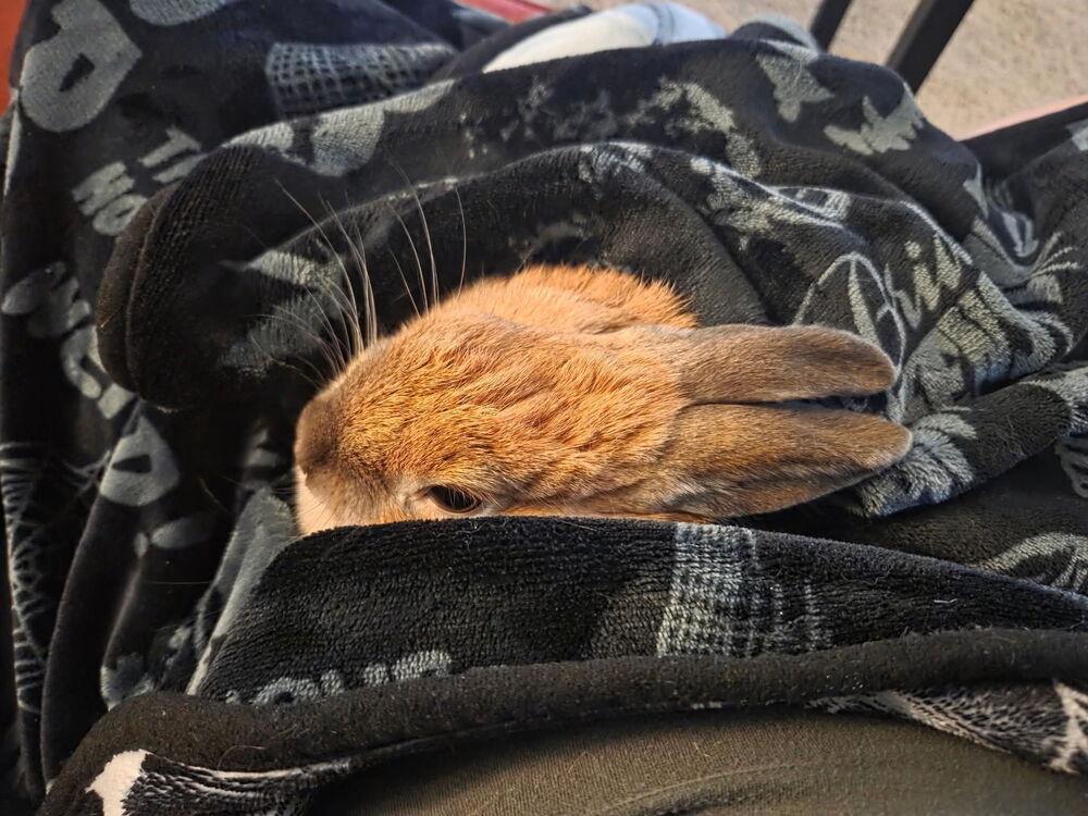 Enlarge Jolene, a Adopted Cinnamon in Longwood, FL image 1/3