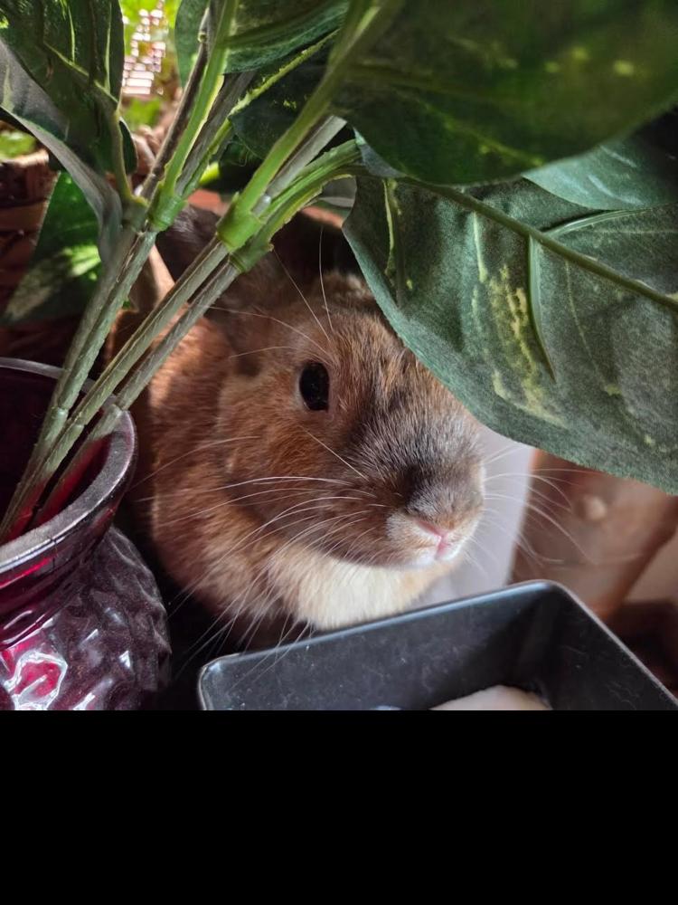 Enlarge Jolene, a Adopted Cinnamon in Longwood, FL image 2/3