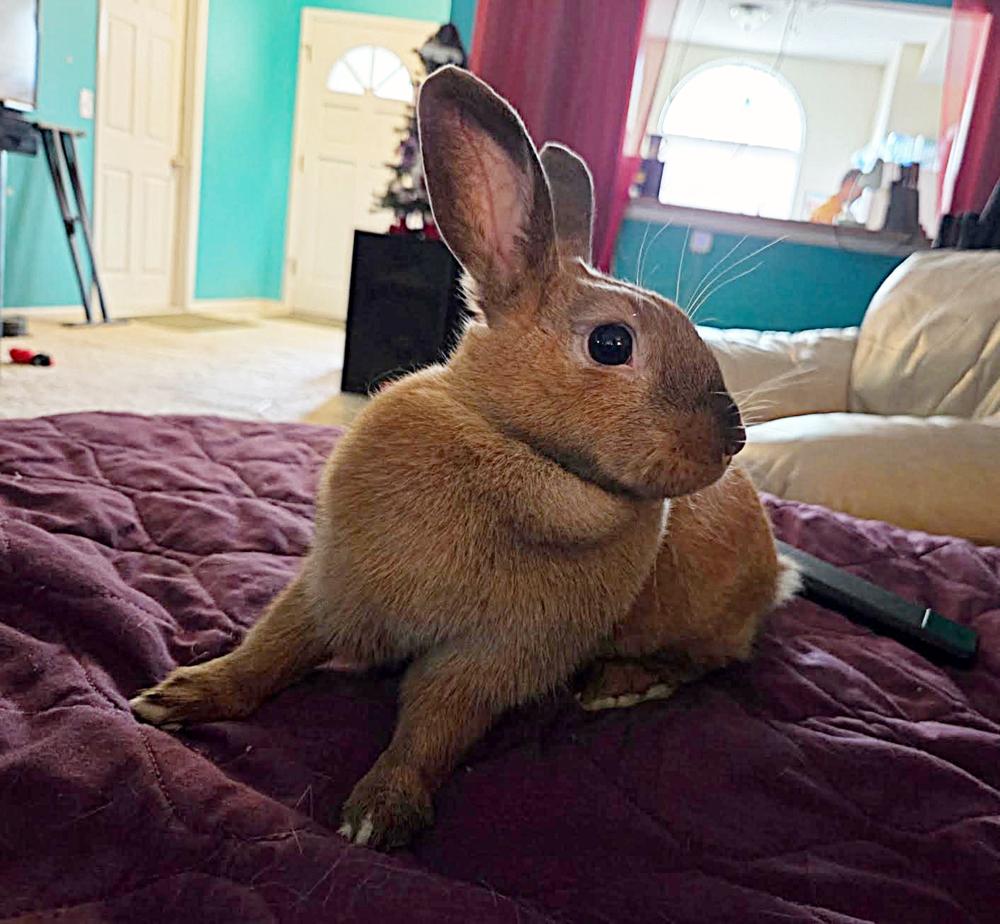 Enlarge Jolene, a Adopted Cinnamon in Longwood, FL image 3/3