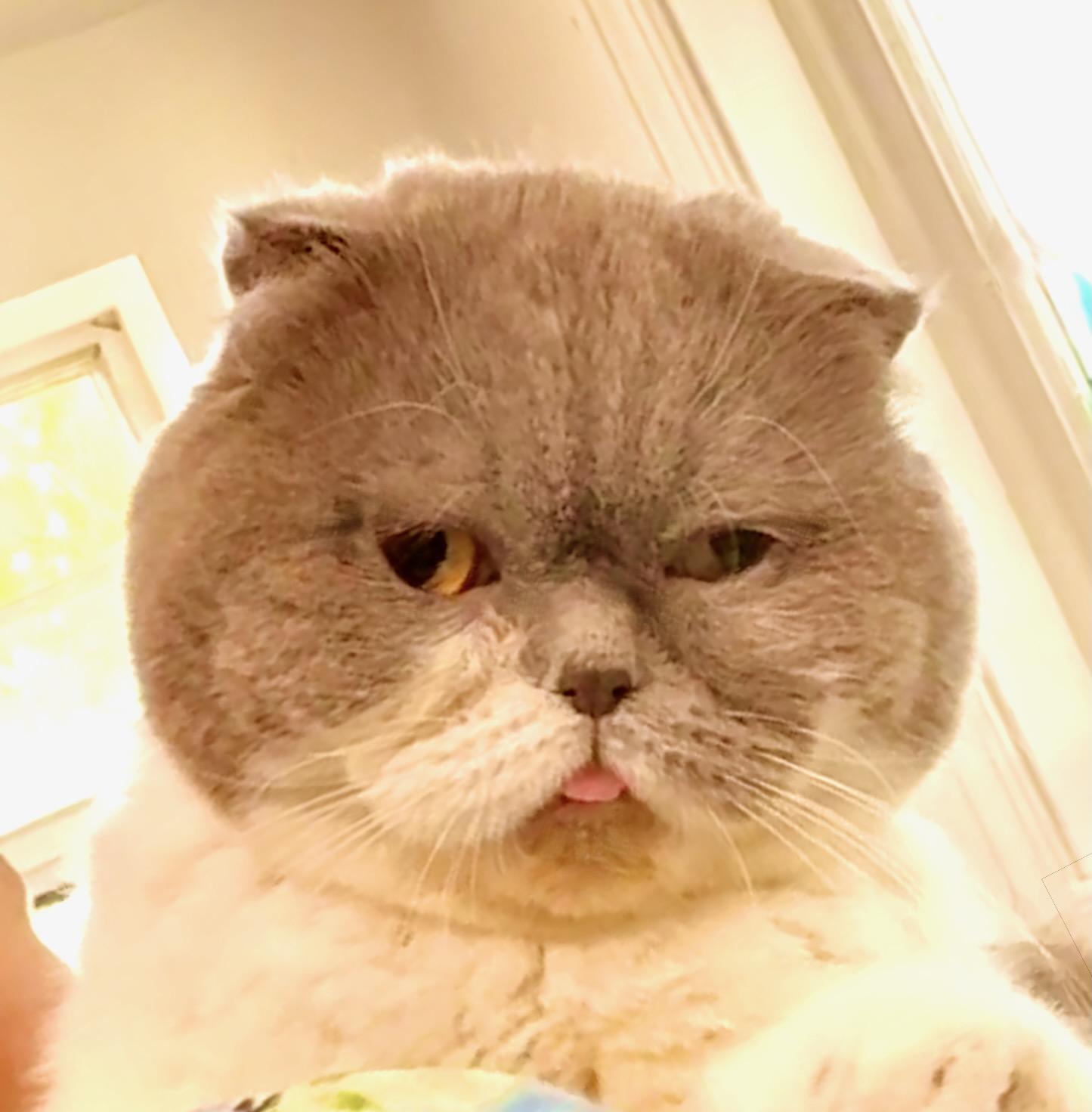 Xanadu, a ADOPTABLE Scottish Fold in Davis, CA image 1/3