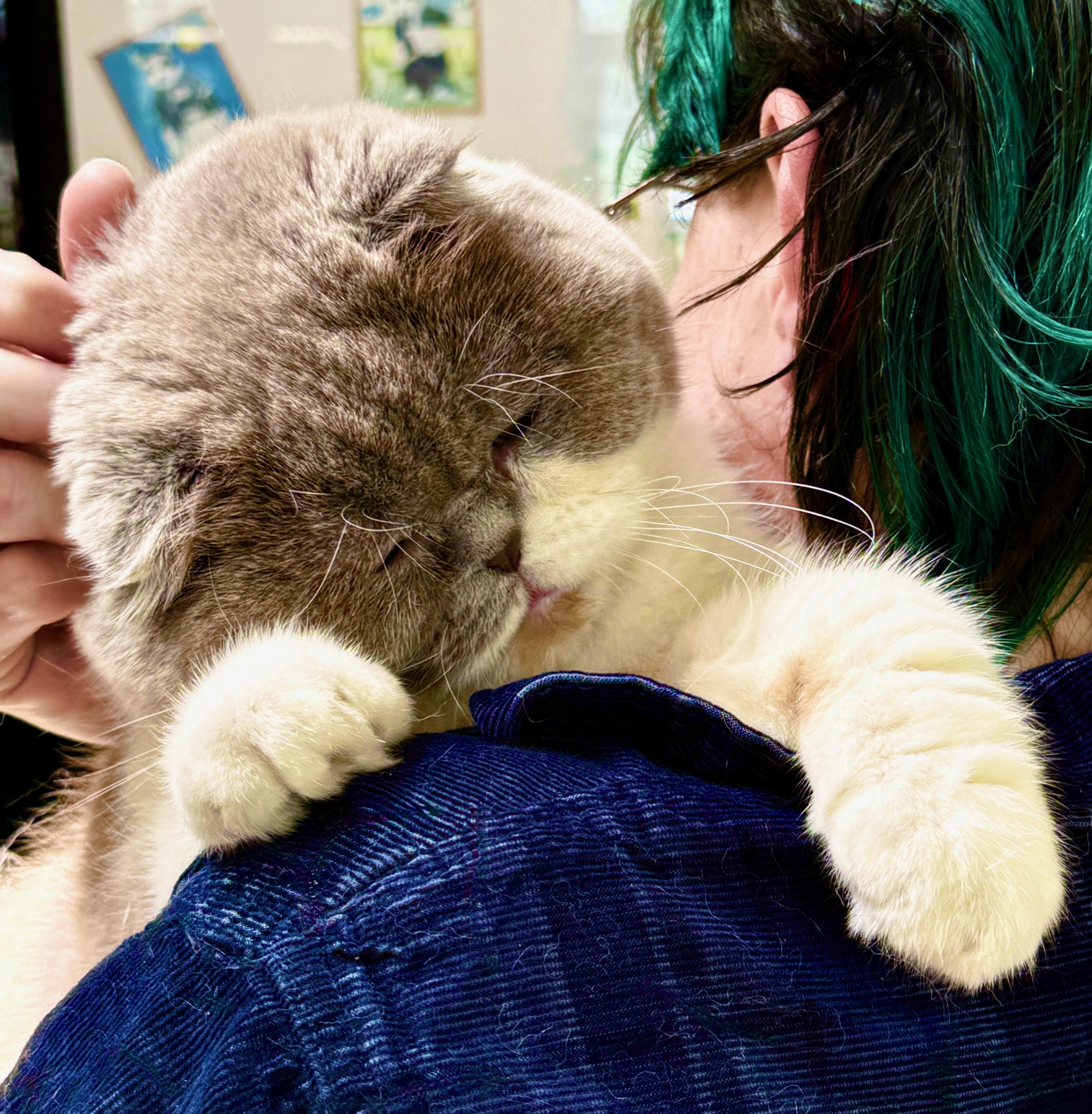Xanadu, a ADOPTABLE Scottish Fold in Davis, CA image 2/3