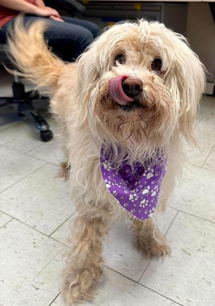 Ziggy, a Adopted Labradoodle in Rathdrum, ID image 1/3