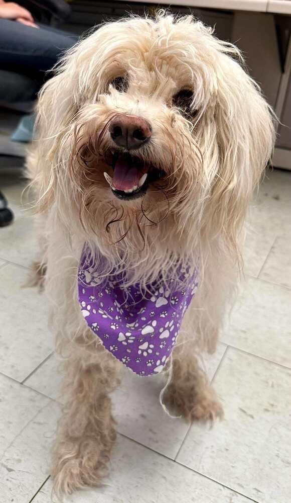 Ziggy, a Adopted Labradoodle in Rathdrum, ID image 2/3