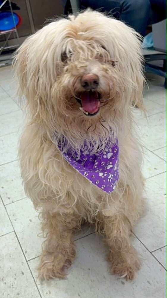 Ziggy, a Adopted Labradoodle in Rathdrum, ID image 3/3