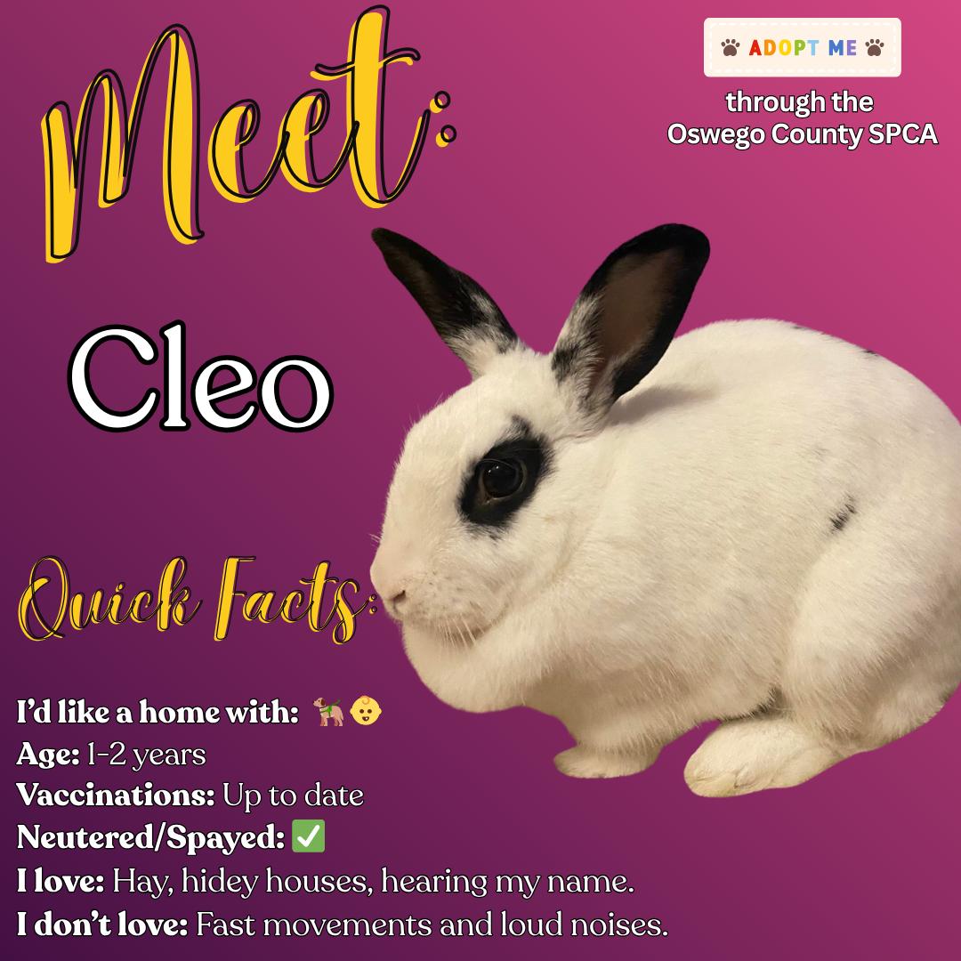 Cleo 1