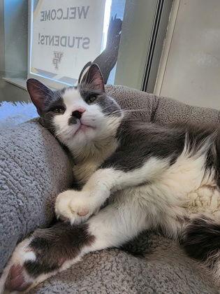 Cat, Adoptable, Adult Male Domestic Short Hair.