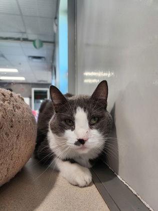 Cat, a Adoptable Domestic Short Hair in Oskaloosa, IA image 2/2