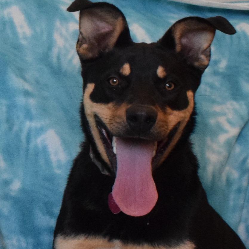 Brownie, Adoptable, Adult Female Rottweiler.