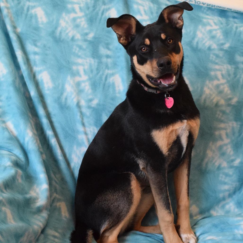 Brownie, a Adoptable mixed breed in Eureka, CA image 2/6