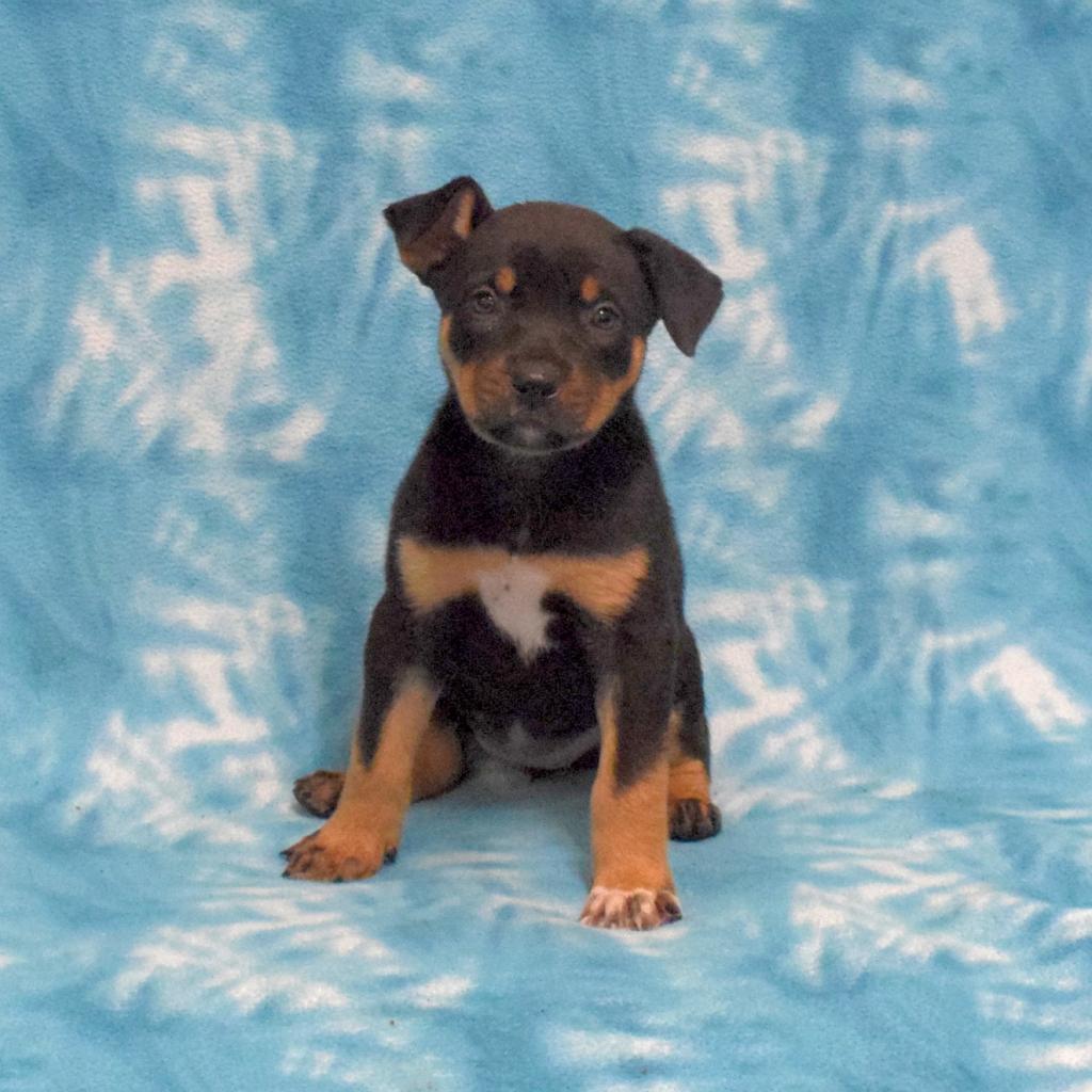 Brownie, a Adoptable mixed breed in Eureka, CA image 4/6