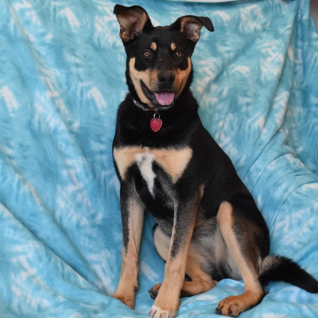 Brownie, a Adoptable mixed breed in Eureka, CA image 5/6