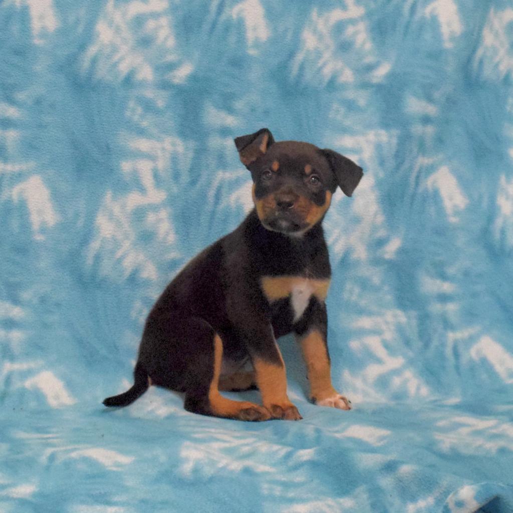 Brownie, a Adoptable mixed breed in Eureka, CA image 6/6