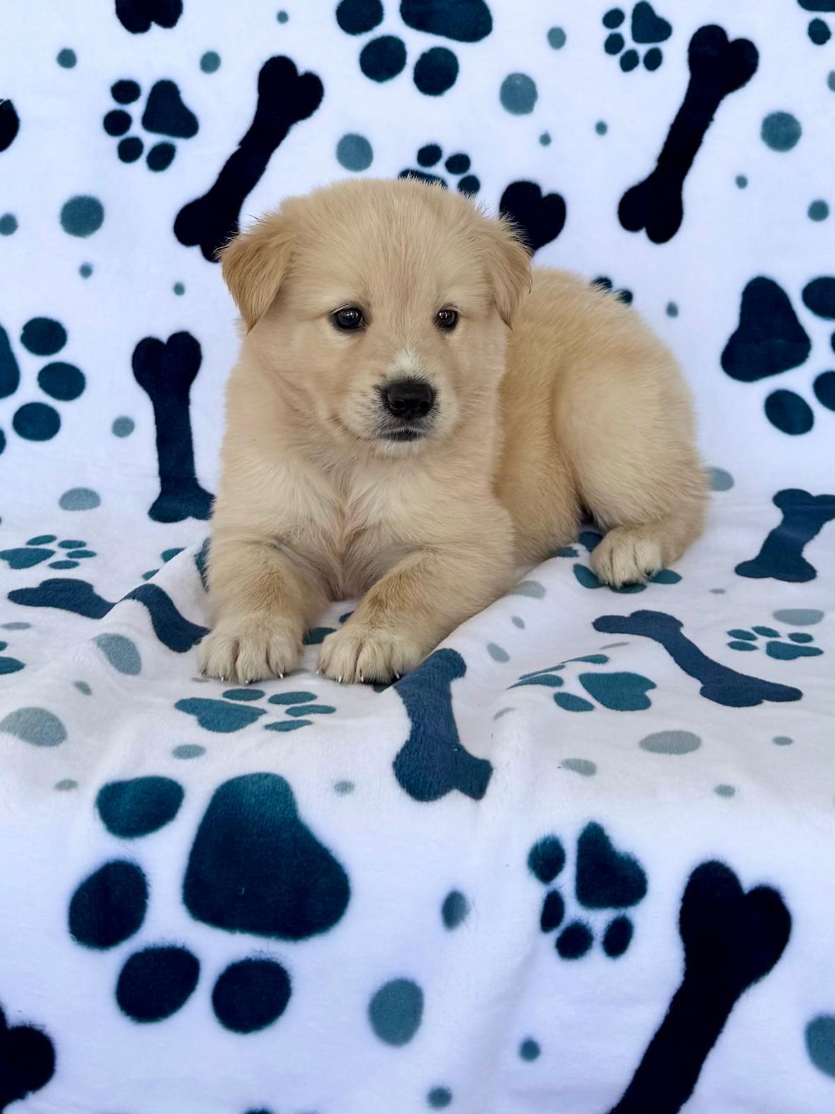 Enlarge Charlie, a ADOPTABLE mixed breed in New York, NY image 5/5