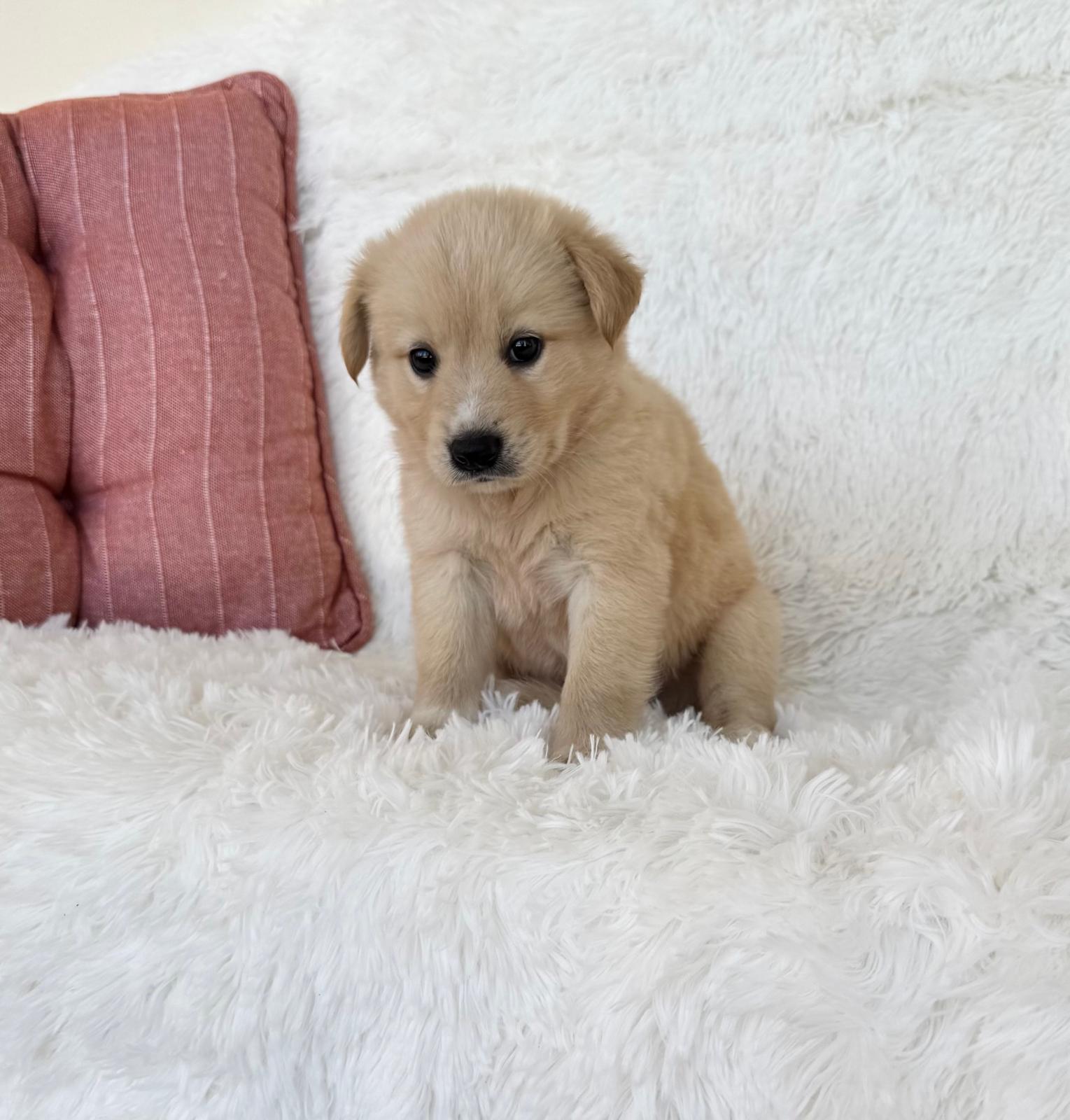 Charlie, ADOPTABLE, Puppy Male Golden Retriever.