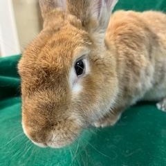 Enlarge Schubert, a Adoptable Flemish Giant in Haltom City, TX image 2/4