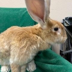 Enlarge Schubert, a Adoptable Flemish Giant in Haltom City, TX image 4/4