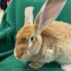 Schubert, Adoptable, Adult Male Flemish Giant.