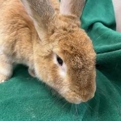 Enlarge Schubert, a Adoptable Flemish Giant in Haltom City, TX image 3/4