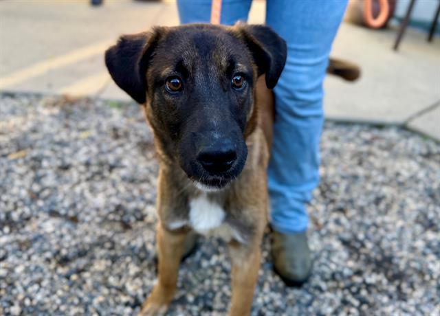 Enlarge STREAK, a Adoptable mixed breed in Santa Rosa, CA image 1/1