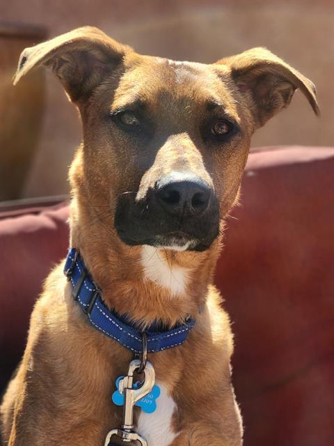 Enlarge BARNABY, a Adoptable mixed breed in Albuquerque, NM image 1/1