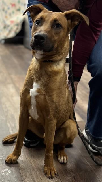 Enlarge BARNABY, a Adoptable mixed breed in Albuquerque, NM image 1/1