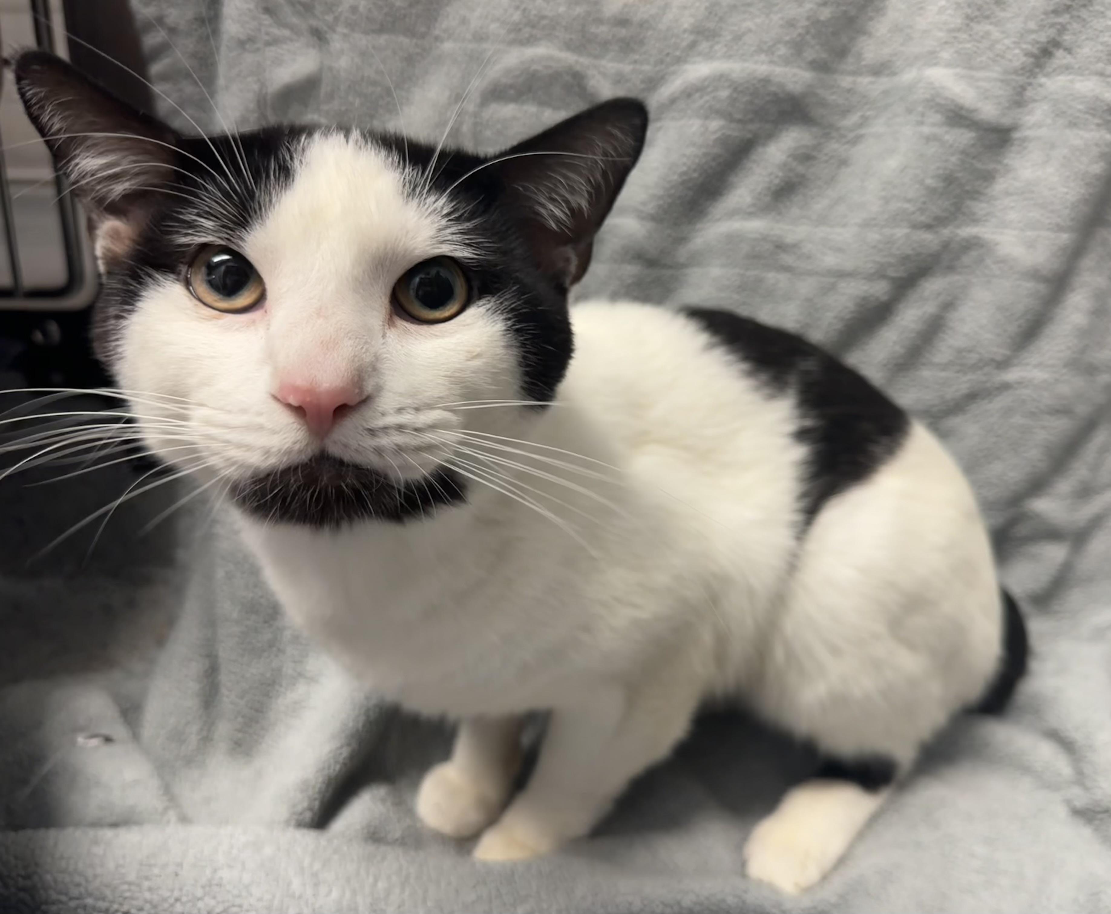 Sunny, a Adopted Domestic Short Hair in Grand Rapids, MI image 2/3