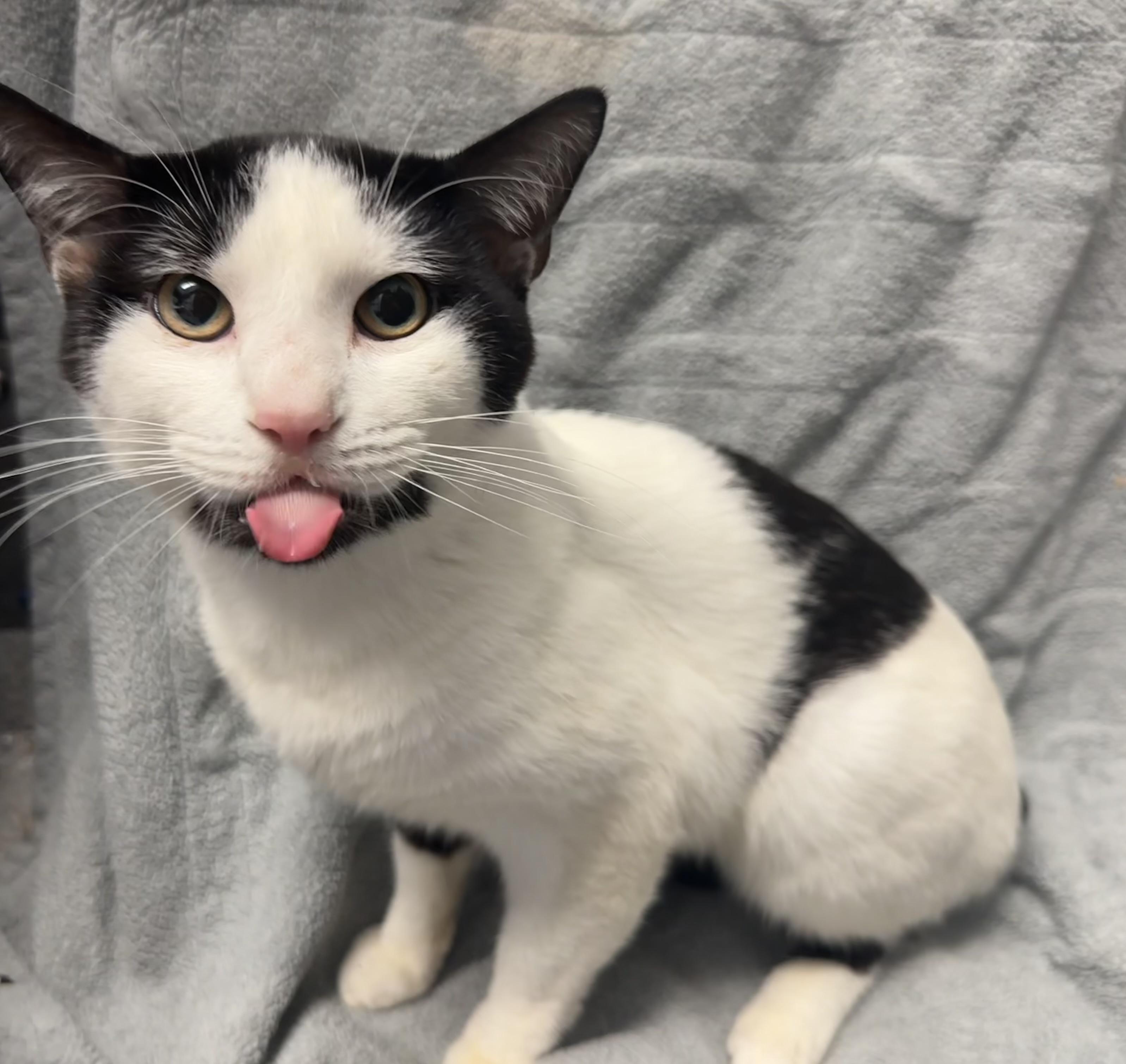 Sunny, a Adopted Domestic Short Hair in Grand Rapids, MI image 3/3