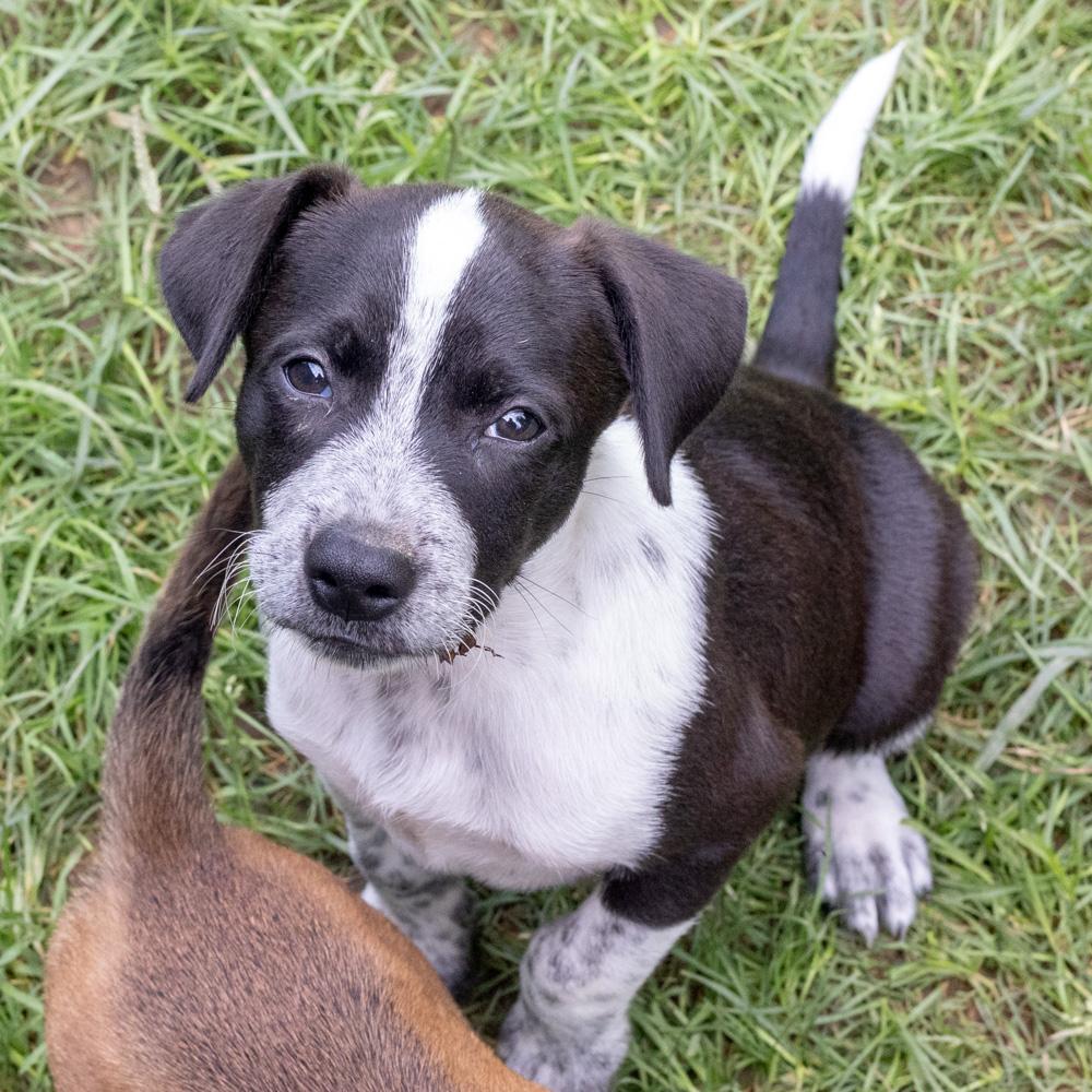 Enlarge Pickles (Male), a Adopted mixed breed in West Grove, PA image 6/6