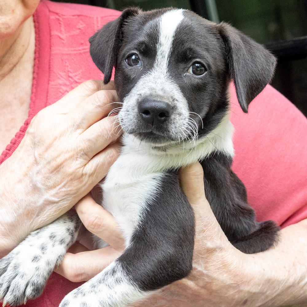 Enlarge Pickles (Male), a Adopted mixed breed in West Grove, PA image 5/6
