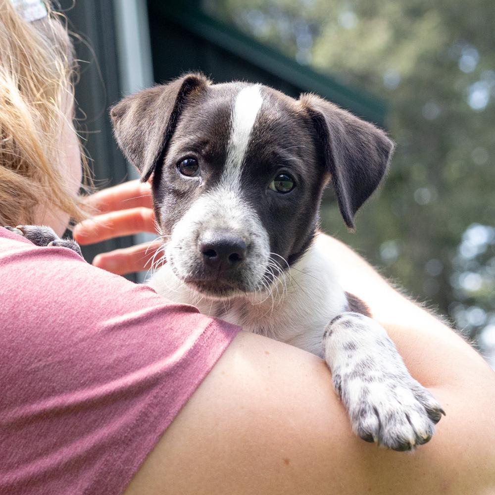 Pickles (Male), Adopted, Puppy Male Beagle & Spaniel.