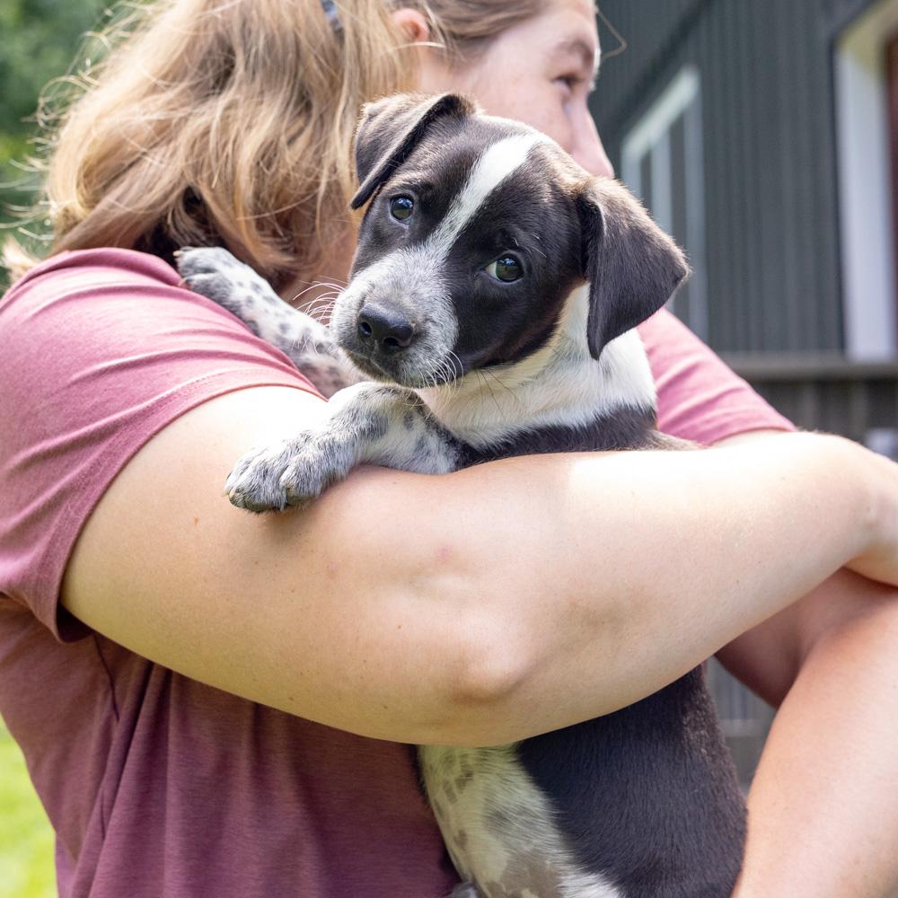 Enlarge Pickles (Male), a Adopted mixed breed in West Grove, PA image 3/6