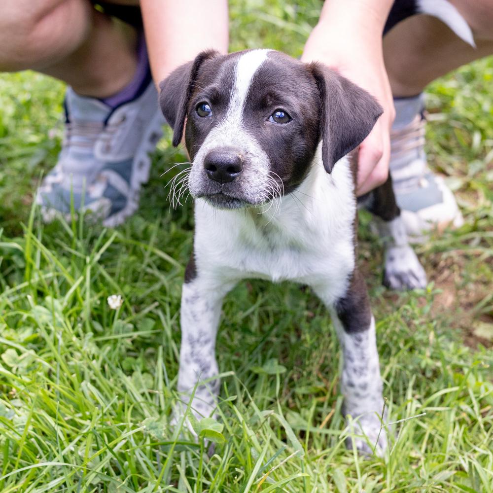 Enlarge Pickles (Male), a Adopted mixed breed in West Grove, PA image 2/6