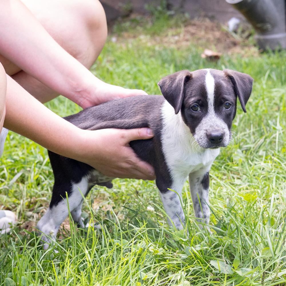 Enlarge Pickles (Male), a Adopted mixed breed in West Grove, PA image 4/6